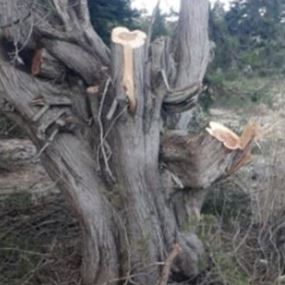 كشافة البيئة تستنكر المجزرة في حق الاشجار المعمرة في عكار