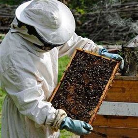 مربو النحل ينفذون وقفة احتجاجية رفضا لقطع أشجار السنديان والنباتات العطرية في البترون